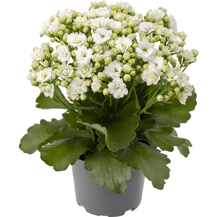 Kalanchoe - hvid