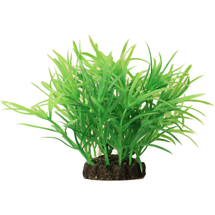 Akvarieplante