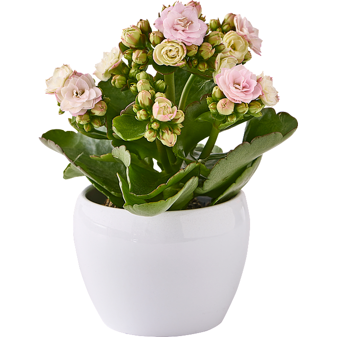 Kalanchoe - rosa