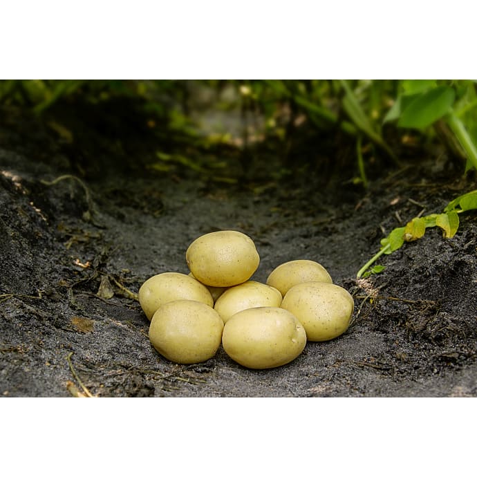 Læggekartofler Maya - 4,5 kg