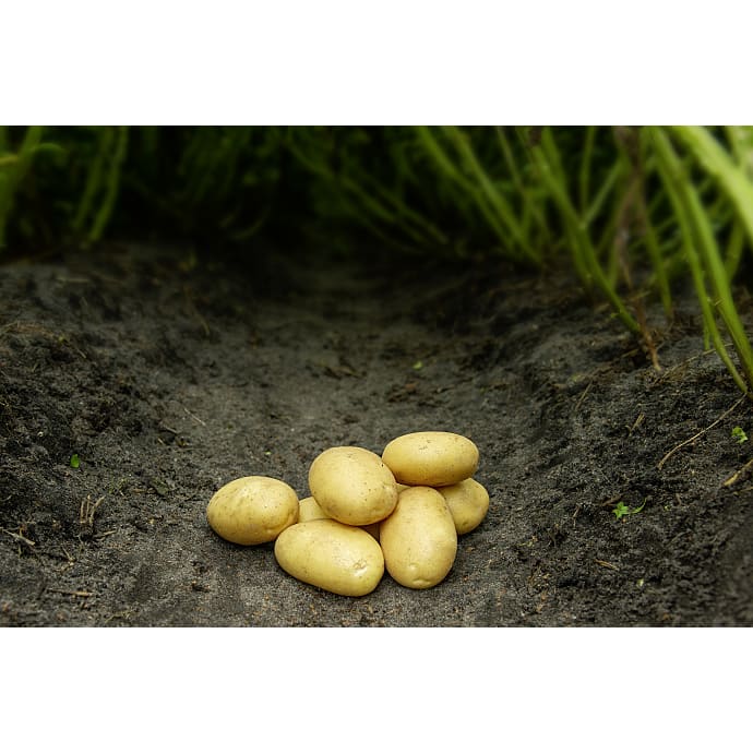 Læggekart Sava øko - 1,5 kg