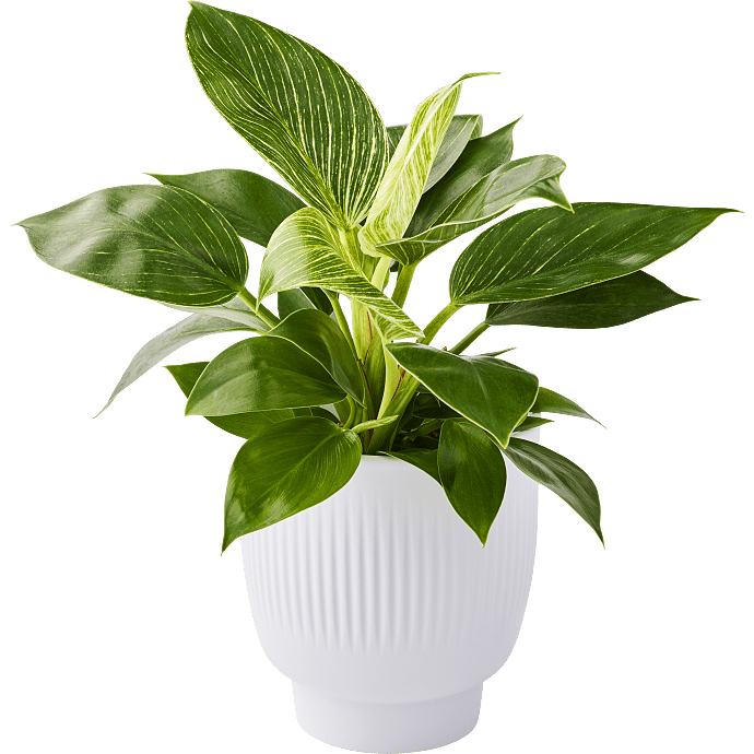 Philodendron White measure
