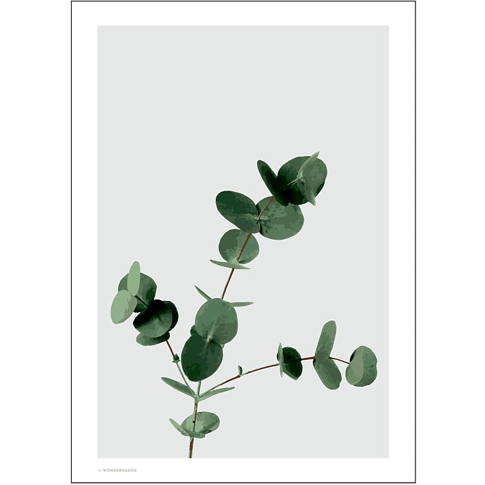 Eucalyptus - 30x40 cm
