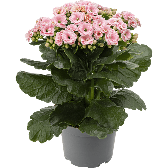Kalanchoe - rosa