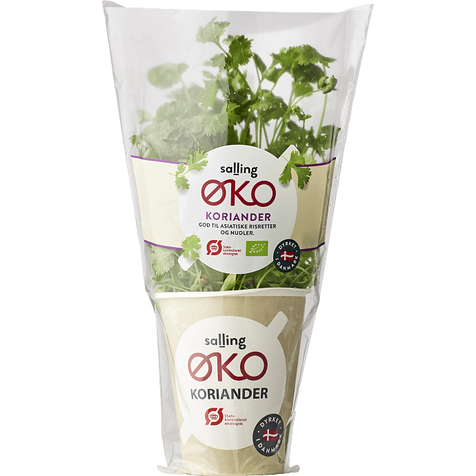 Koriander øko