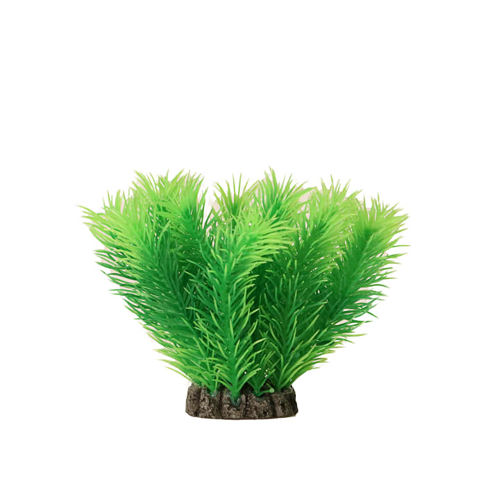 Akvarieplante