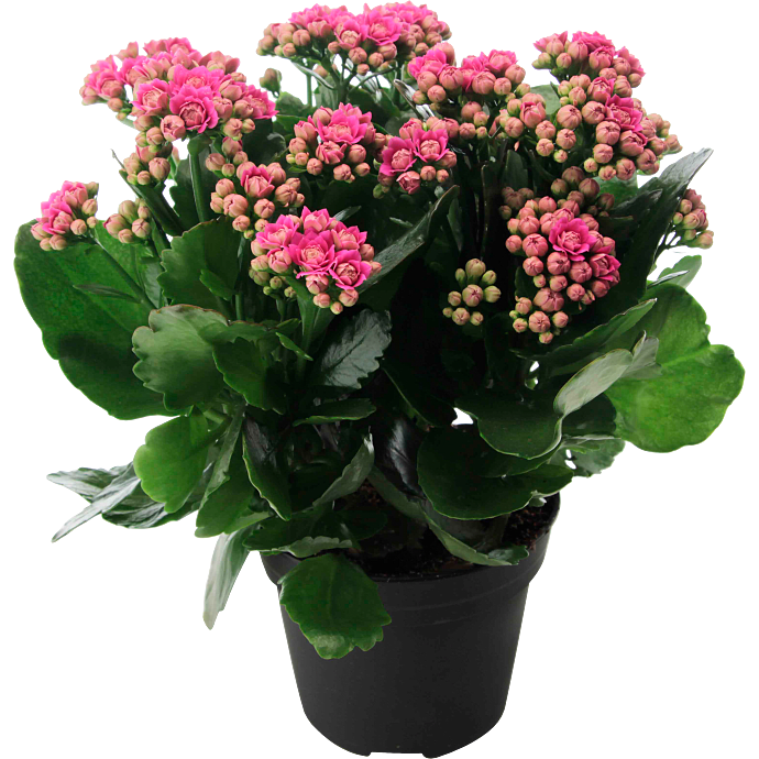 Kalanchoe - pink