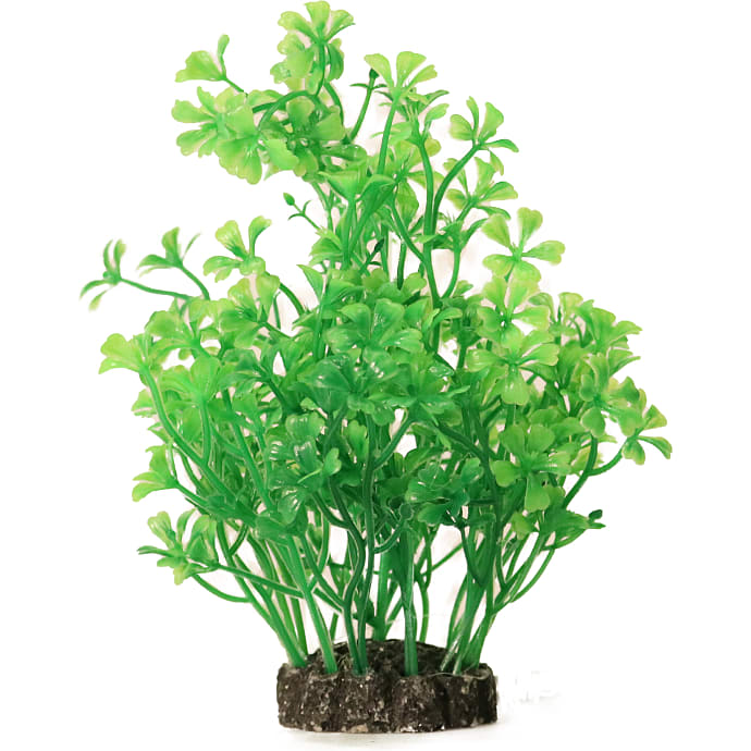 Akvarieplante