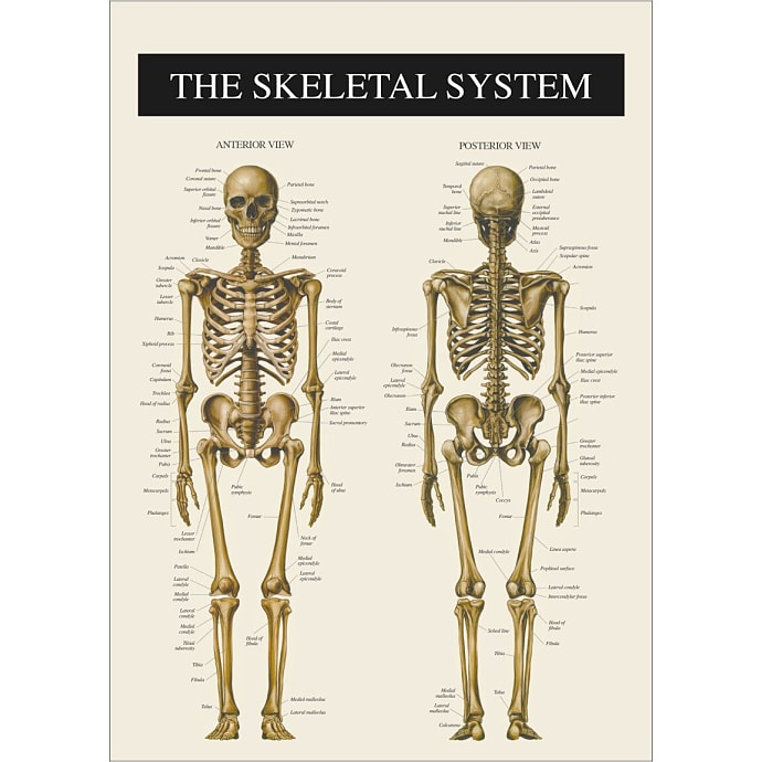 Skelettet 2 - 30x40 cm