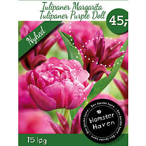 Blomsterhaven tulipanløg - Margarita og Purple Doll