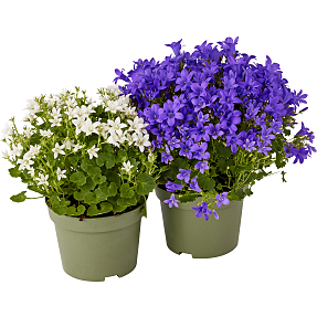 Campanula