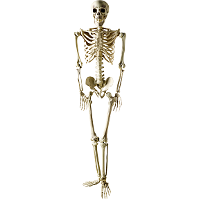 Halloween skelet