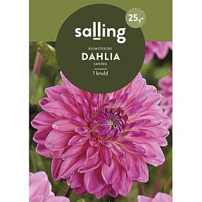 Salling blomsterløg - Dahlia Sandra