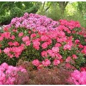 Rododendron
