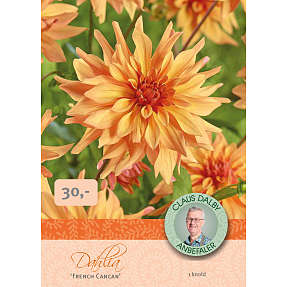 Claus Dalby Dahlia French Cancan