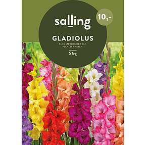Løgplante - gladiolus mix