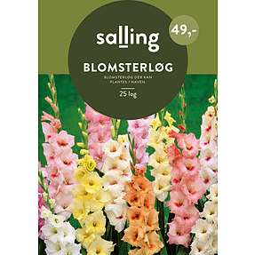 Salling blomsterløg 25 stk. - gladiolus pastel mixed