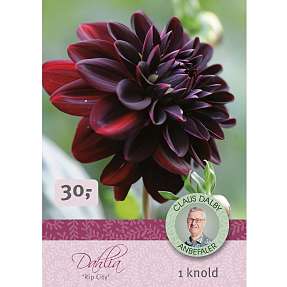 Claus Dalby Dahlia Rip City