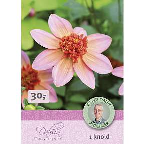 Claus Dalby Dahlia Totally Tangerine