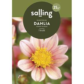 Salling blomsterløg - Dahlia Topmix Salmon