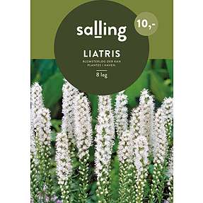 Løgplante - liatris spicata alba
