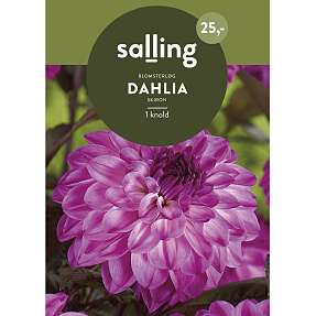 Salling blomsterløg - Dahlia Skiron