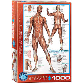 Puslespil The Muscular System - 1000 brikker