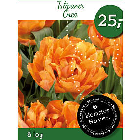 Blomsterhaven tulipaner - Orca