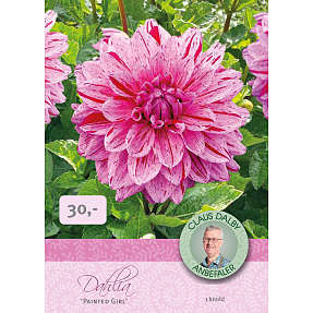 Claus Dalby Dahlia Painted Girl