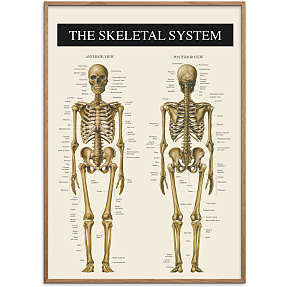 Skelettet 2 - 30x40 cm