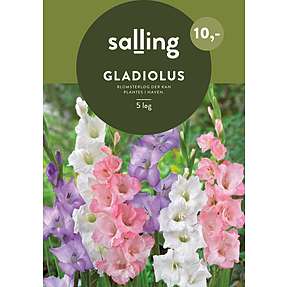 Løgplante - gladiolus pastel mix