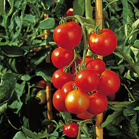 Tomatplante