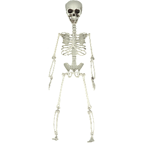 Halloween skelet dele - hvid