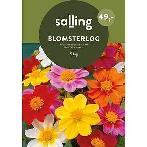 Salling blomsterløg 5 stk. - dahlia mignon mixed