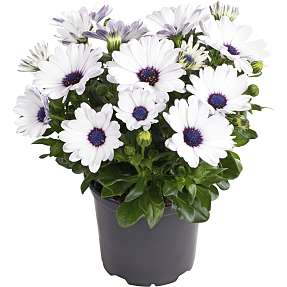 Spansk marguerit