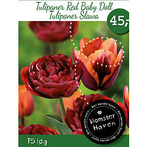 Blomsterhaven tulipaner - Red Baby Doll/Slawa