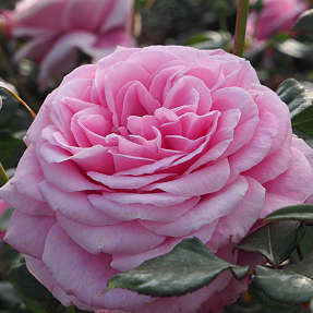 Our Last Summer barrodet storblomstret slyngrose 3 stk. - assorteret