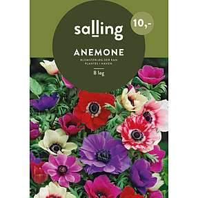 Løgplante - anemone mix