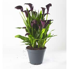 Calla Zantedeschia