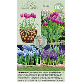 Claus Dalby lasagneplantning - tulipan Purple Prince, Iris Alida og Krokus Flower Record