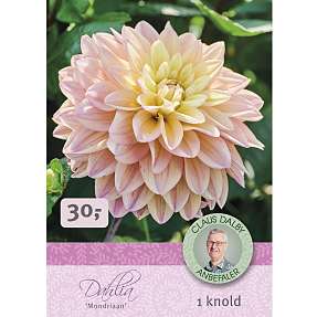 Claus Dalby Dahlia Mondriaan