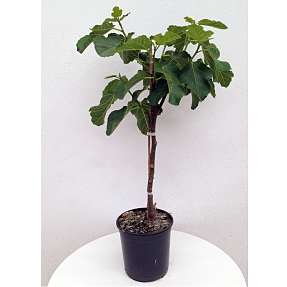 Figentræ - Ficus Caricia