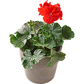 Pelargonie, 11 cm potte