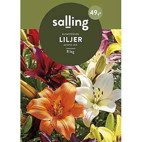 Salling blomsterløg Liljer Asiatic Mix