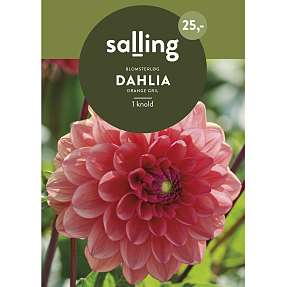 Salling blomsterløg Dahlia Orange Gril