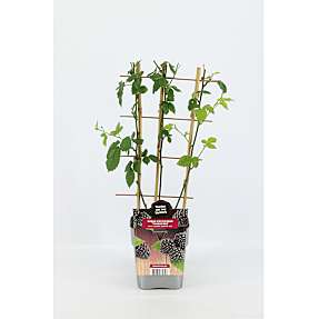 Frugtbusk - 23 cm potte