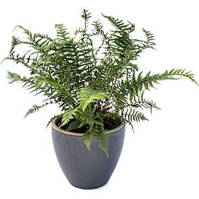 Havebregne, Dryopteris Sp., 19 cm potte