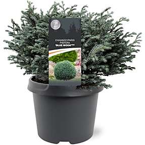 Trådcypres Chamaecyparis Pisifera - 19 cm potte