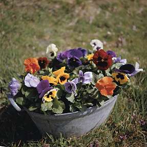 Stedmoder, Viola, 16 cm potte