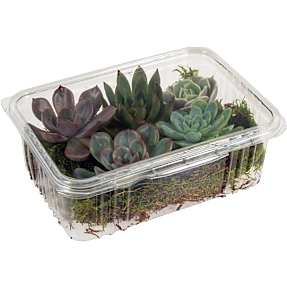 Echeveria 5 stk. uden rod på mos